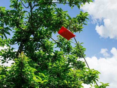 Insect trap in apple orchard