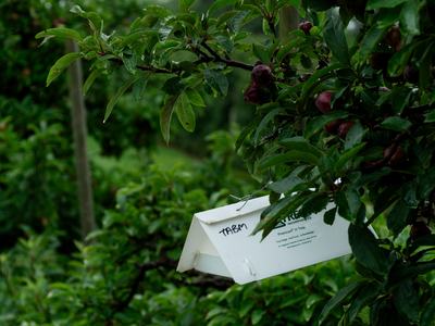 Trap in apple orchard