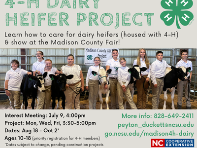 Image of youth with dairy heifers, and program info text