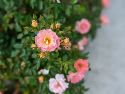 Drift Rose beside sidewalk