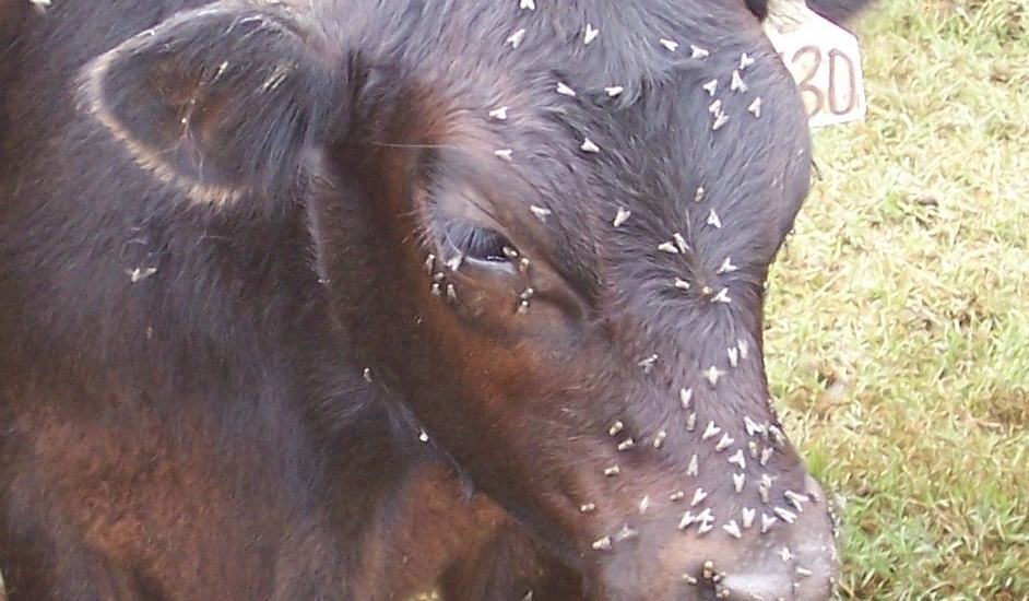 Fly Control for Beef Cattle - Sampson County Center | N.C. Cooperative ...