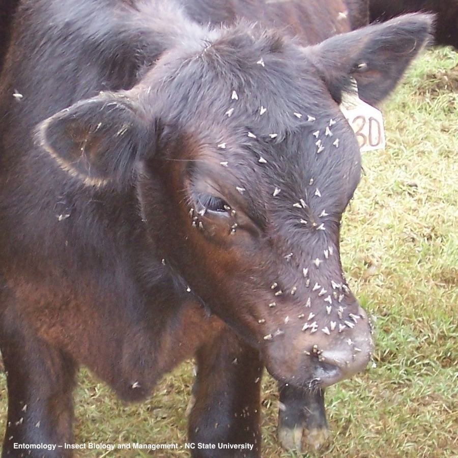 Flies on calf