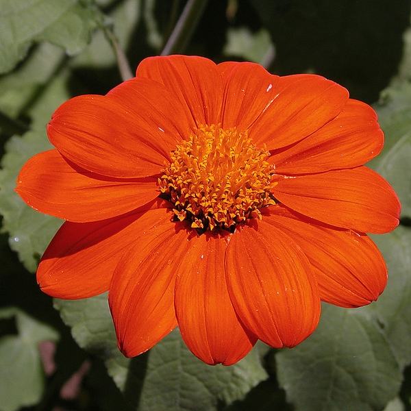 Flower detail Photo by Carl Lewis CC BY 2.0