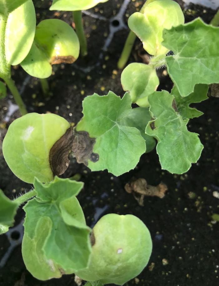 Fig. 1: gummy stem blight leaf spots on watermelon leaves and cotyledons (Photo: Erin Eure, NC State Extension)