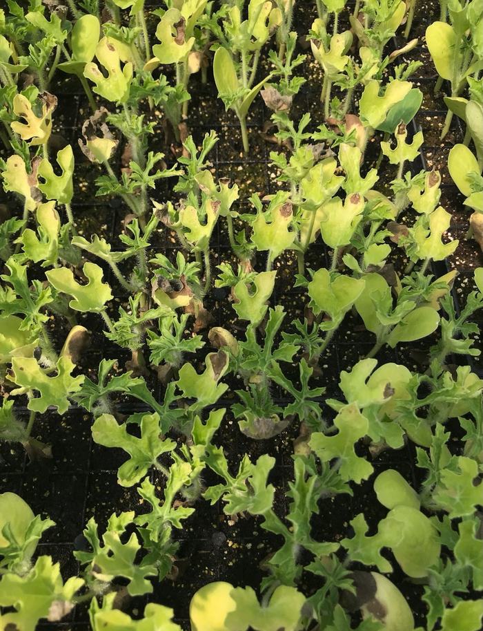 Fig. 3: gummy stem blight infection in a tray of watermelon seedlings (Photo: Erin Eure, NC State Extension) 