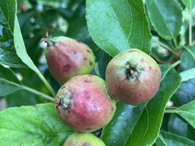 Hail damage on apple fruit