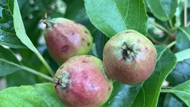 Hail damage on apple fruit