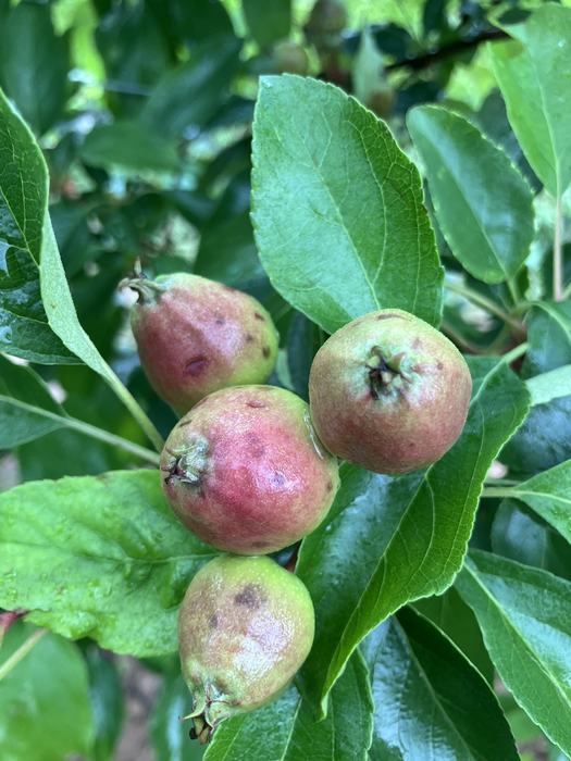 Hail damage on apple fruit