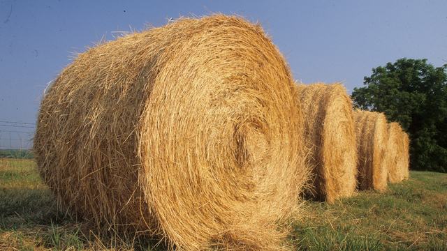 Hay Bale