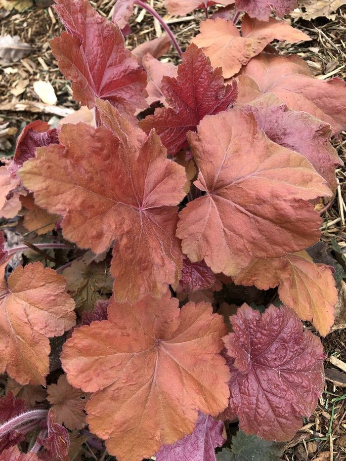 Southern Comfort’ Leaves Close- Up (Durham County, NC) Andrea Laine CC BY-NC 4.0