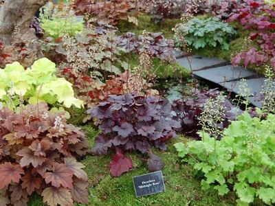 Heuchera cultivars Andy Mabbett CC BY-SA 3.0