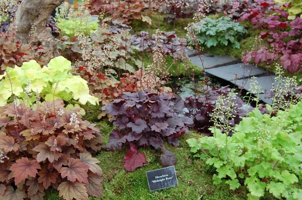 Heuchera cultivars Andy Mabbett CC BY-SA 3.0