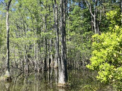 Highway rest area cypress swamp
