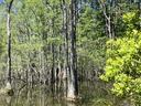 Highway rest area cypress swamp