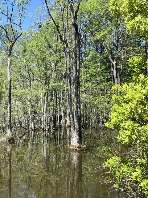 Highway rest area cypress swamp