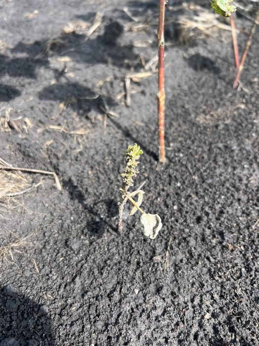 Take-all root rot on putting green