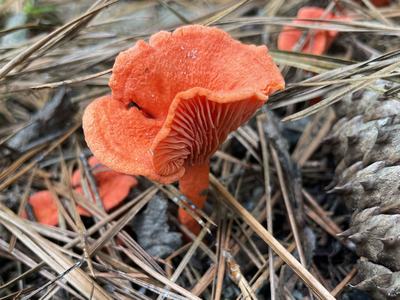 Bright orange mushroom showing gills growing among pine needles and a pine cone