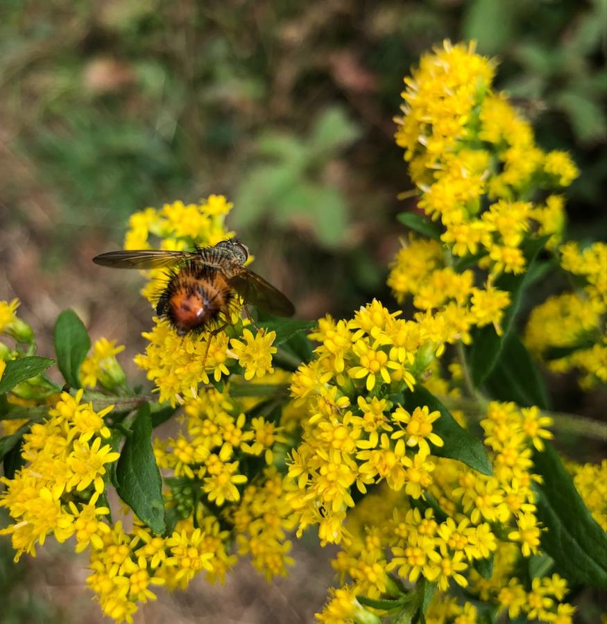 A small hairy fly feeds on flowers.