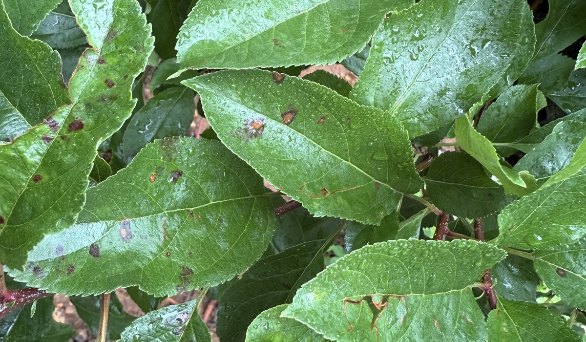 Apple Disease Update: Week of May 25, 2025 - Southern Appalachian Apples