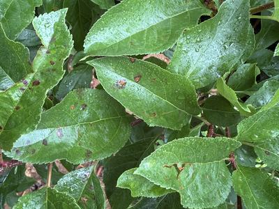 Symptoms of GLS on apple leaves