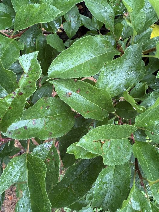 Symptoms of GLS on apple leaves