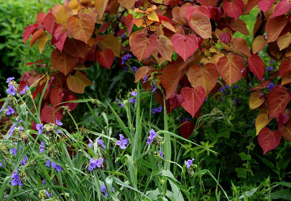 'Flamethrower' redbud with spiderwort.