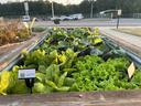 demo garden veggies