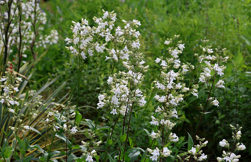 Wild indigo with calico beardtongue, and very soon the yucca will unfurl its dramatic blooms. The columbine provides a splash of red.