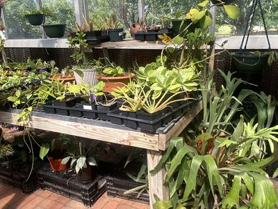 greenhouse with houseplants in it