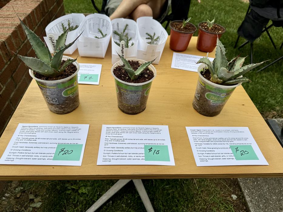Succulents for sale at the farmers market.