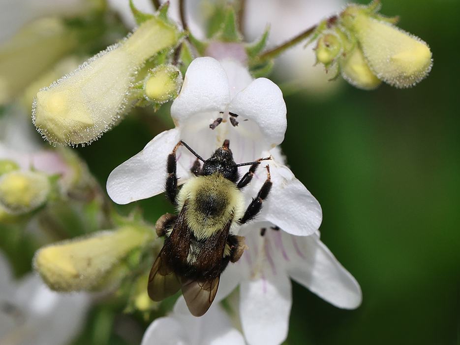 Bumble bee on calico beardtongue, Penstemon calycosus.