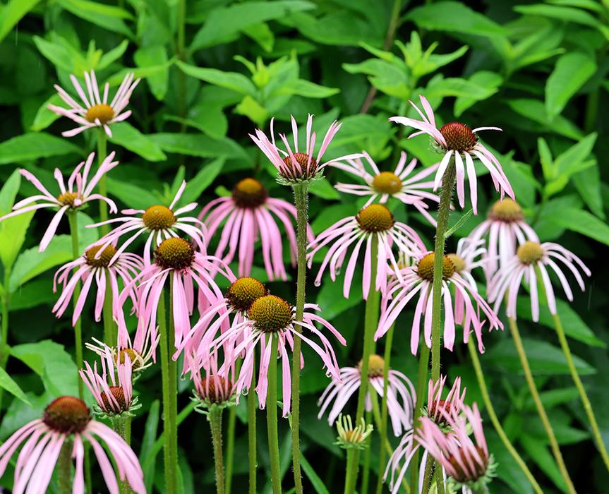 Pale purple coneflowers.