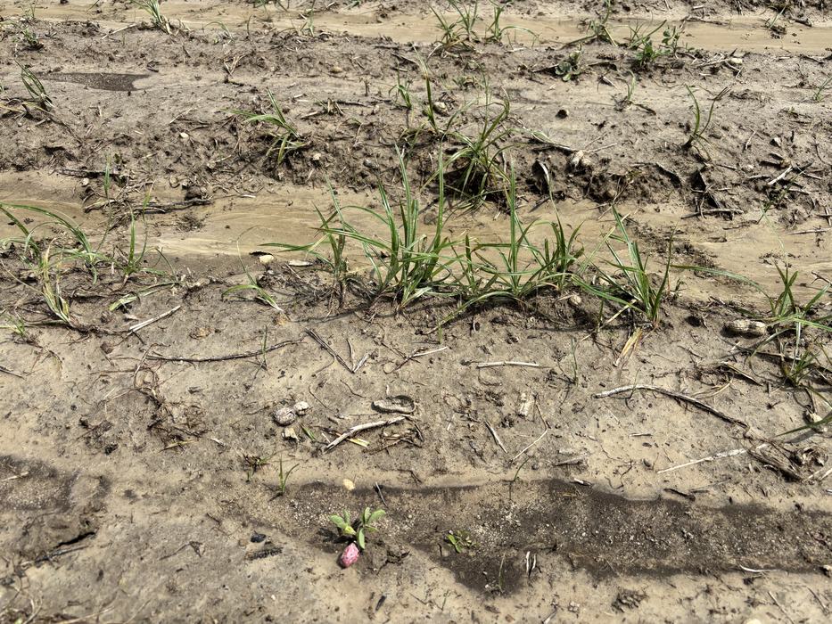Weeds growing on wet rows in a field.