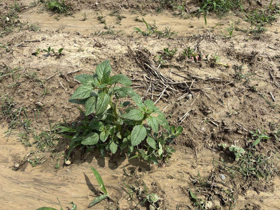 Weeds grow in a wet field.
