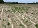 A swath of weeds growing in an otherwise empty field.