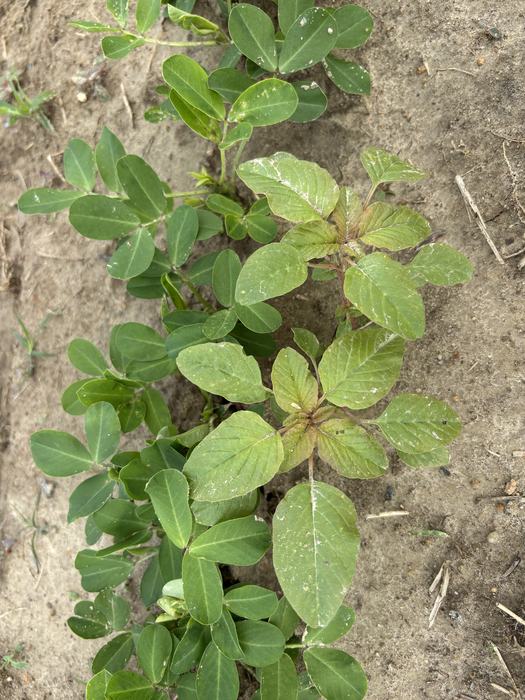 Browning and yellowing plant beside healthy peanut.