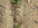 Small yellow plants showing valor injury.
