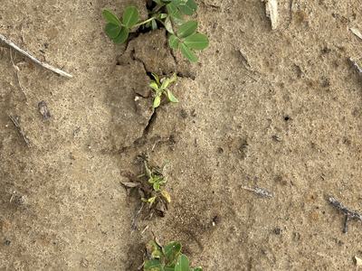 Small yellow plants showing valor injury.