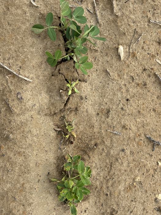 Small yellow plants showing valor injury.