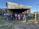 Children practicing how to halter dairy cows under a covered structure during a 4-H agricultural education activity.