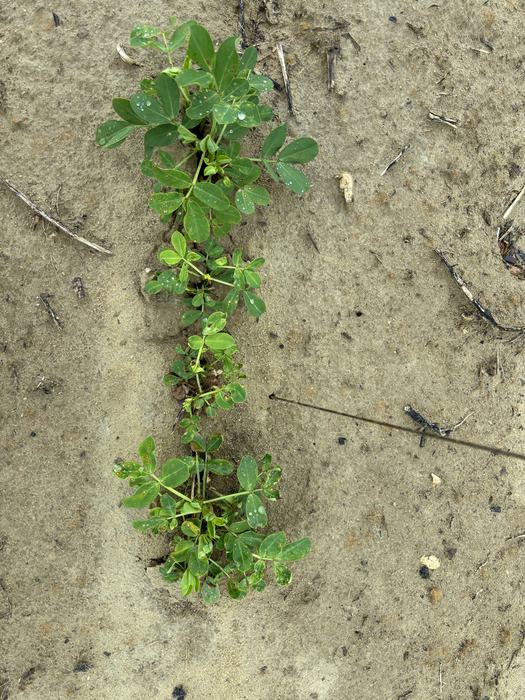 Green growth from plants suffering from Valor Injury.