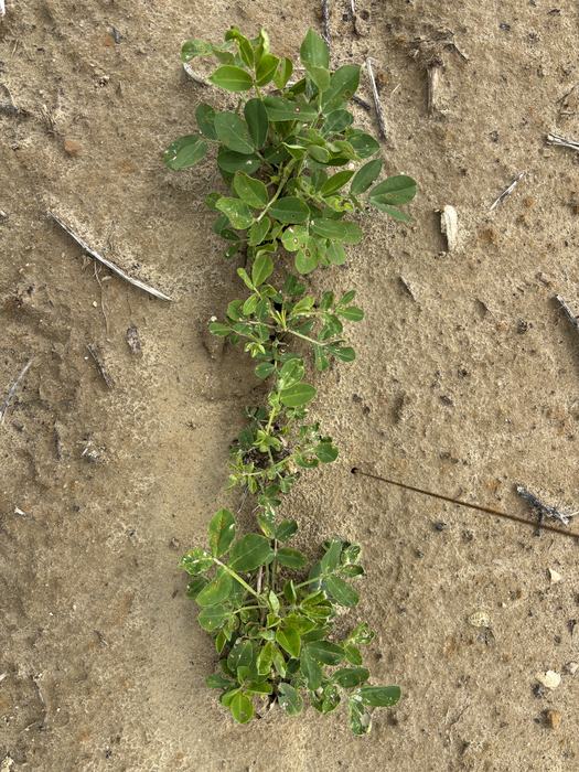 Further growth from a plant that had valor injury.