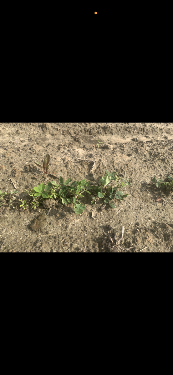 Close up image of plants with valor injury.