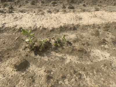 Three plants with valor injury in a field.