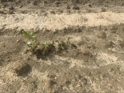 Three plants with valor injury in a field.