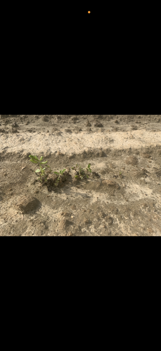 Three plants with valor injury in a field.