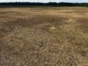 Dry brown grass field stretching to a distant tree line under a cloudy sky