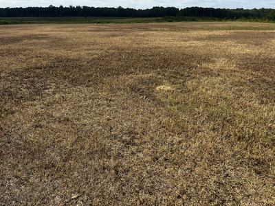 Dry brown grass field stretching to a distant tree line under a cloudy sky