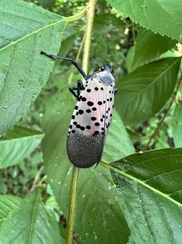 Pink-and-black spotted lanternfly clinging to a stem among green leaves