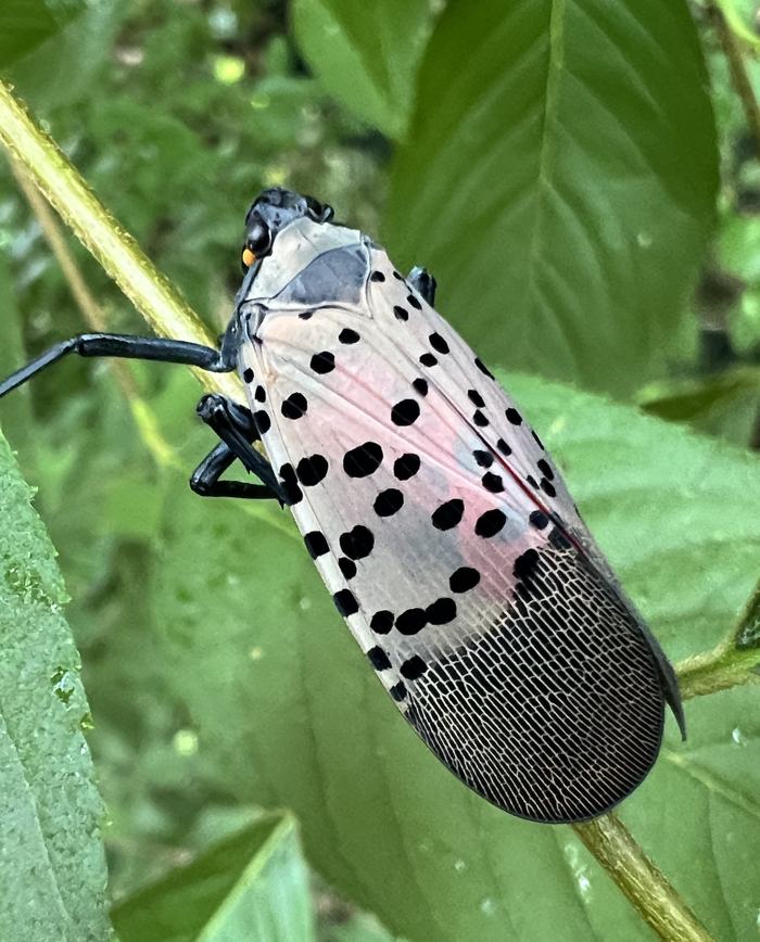 A grey insect with black spots perched on a twig. 